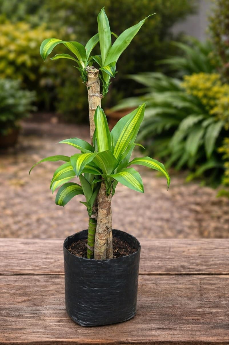 Dracena