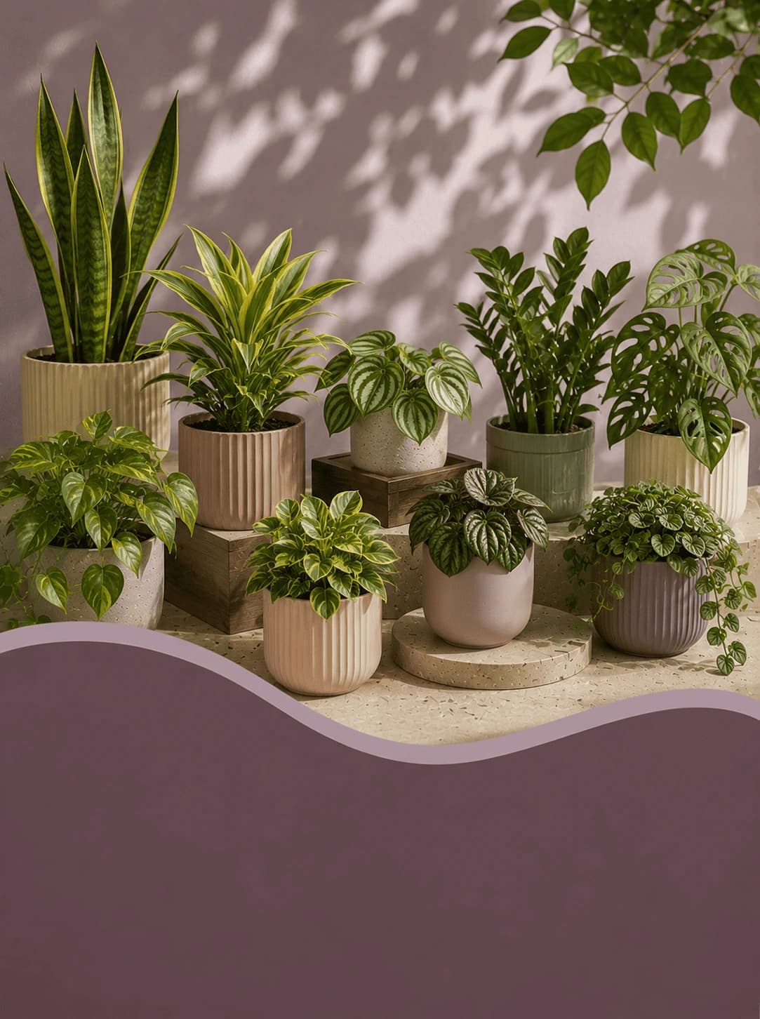 Plantas de interior