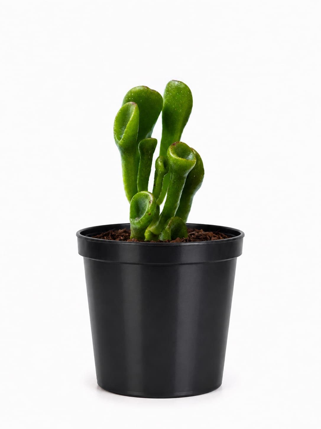 Crassula ovata 'Gollum