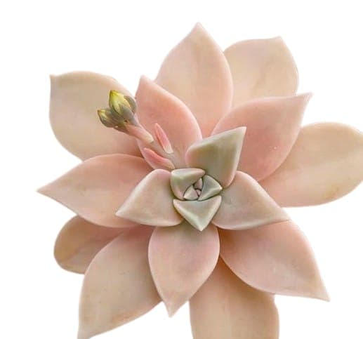 Graptopetalum Paraguayense Rosado