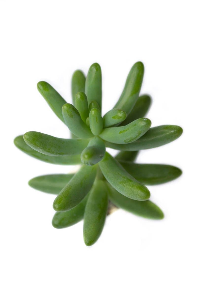 Sedum Pachyphyllum, Suculenta Dedos de Jade