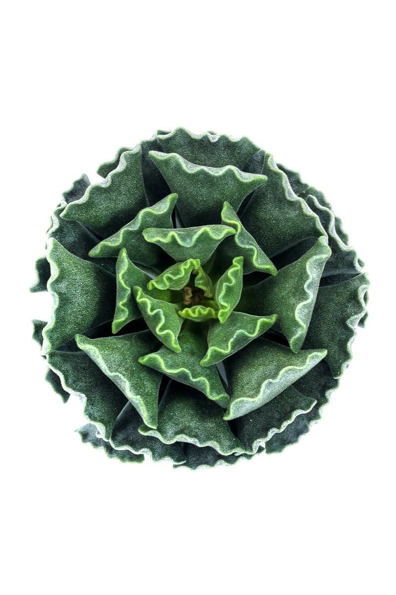 Adromischus Cristatus (empanadita)