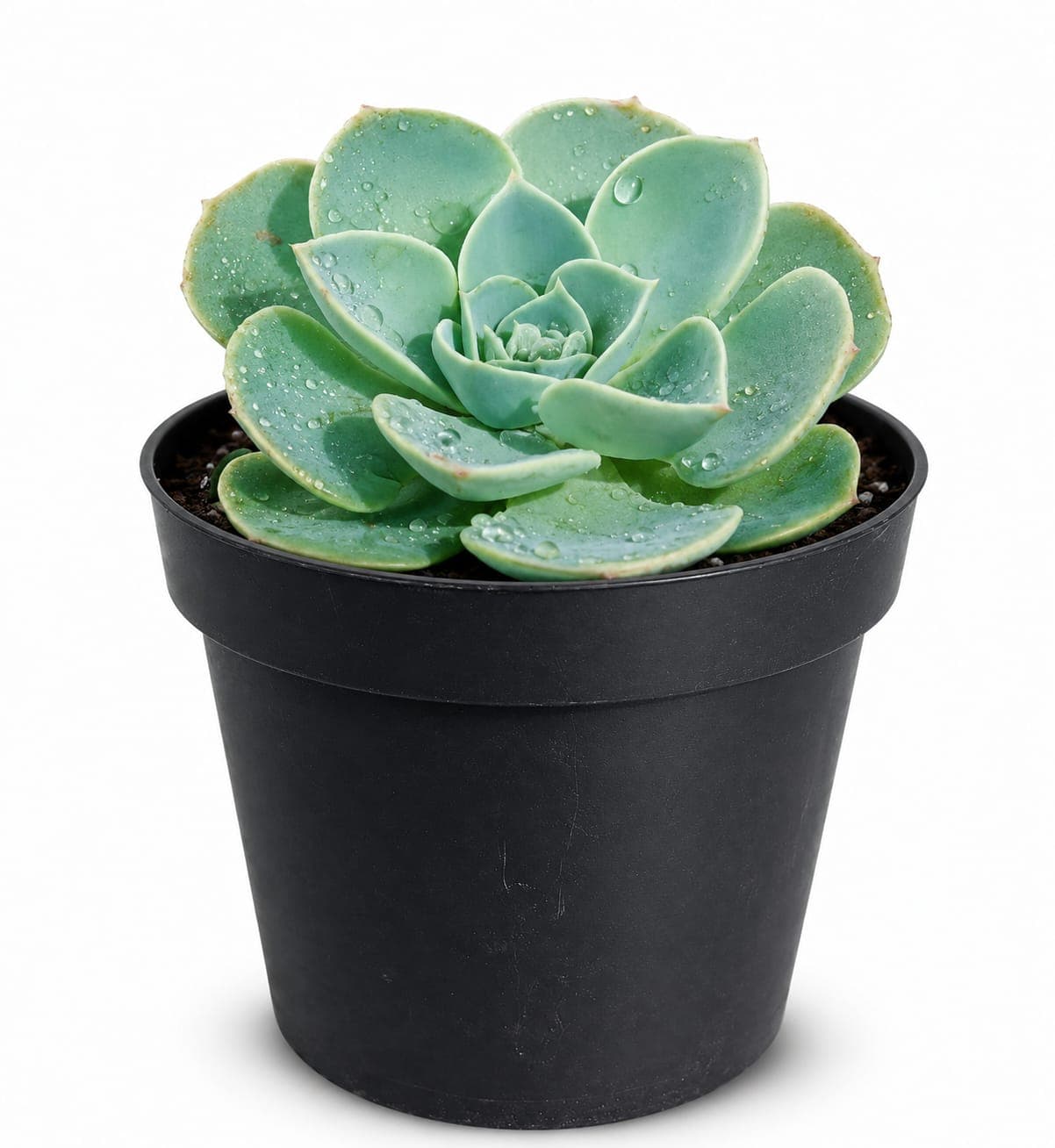 Echeveria Elegans.  Suculenta Rosa de Alabastro