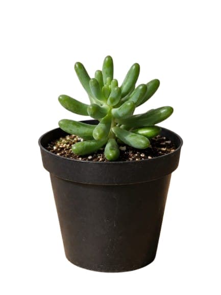 Sedum Pachyphyllum, Suculenta Dedos de Jade
