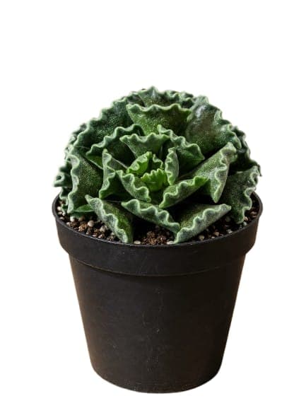 Adromischus Cristatus (empanadita)