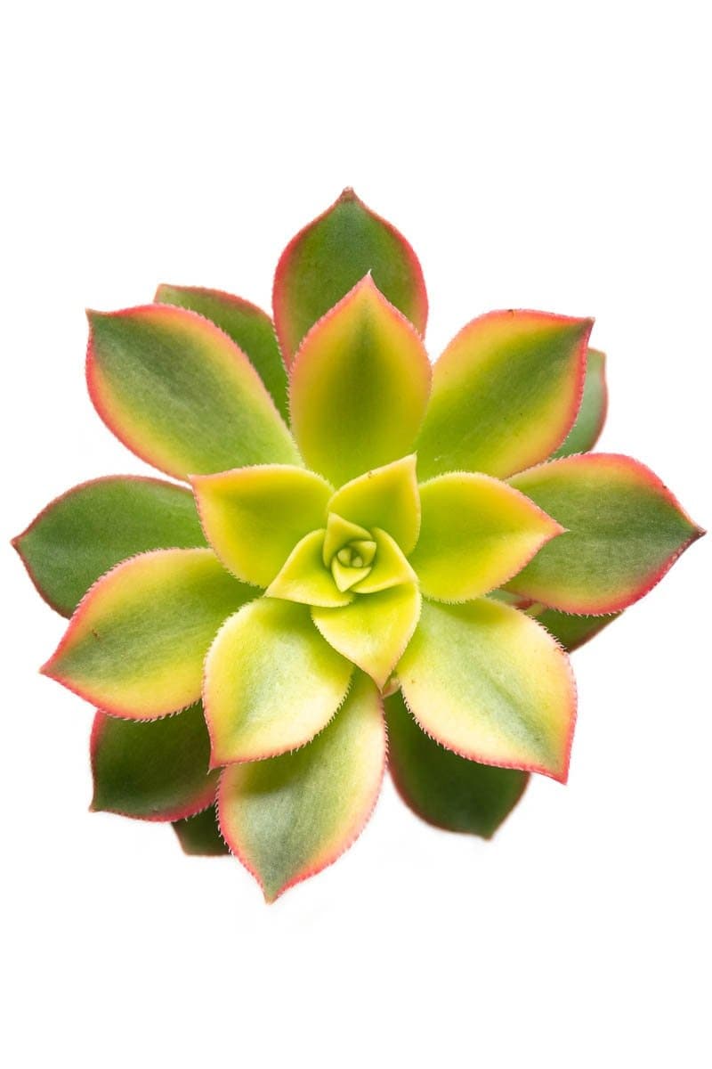 Suculenta Aeonium Kiwi Variegada