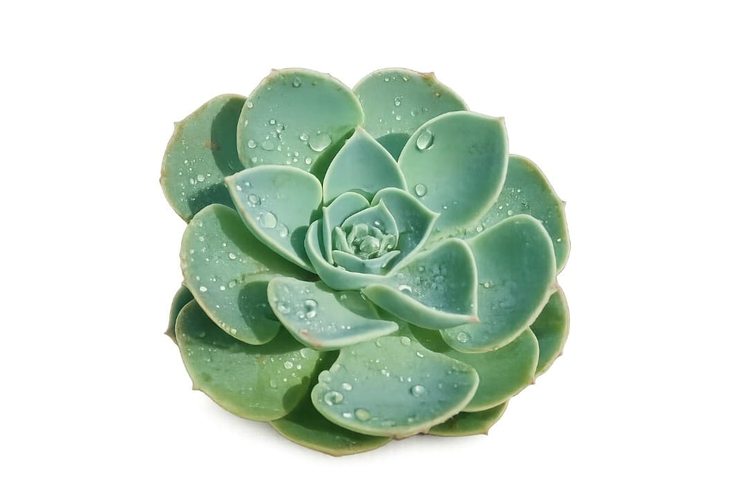 Echeveria Elegans.  Suculenta Rosa de Alabastro