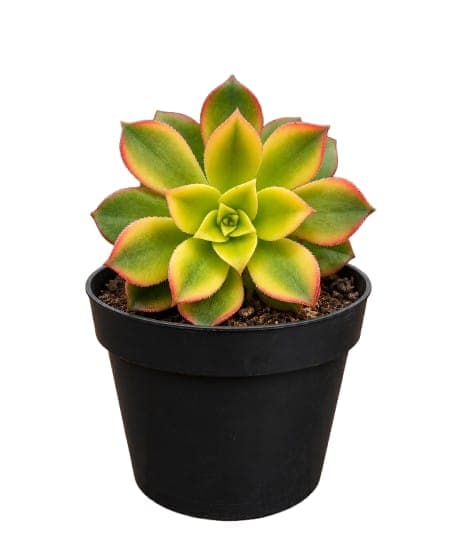 Suculenta Aeonium Kiwi Variegada