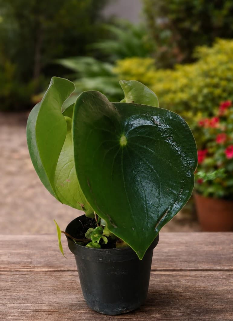 Peperomia polybotrya (Peperomia gota de lluvia / Corazón de hombre)