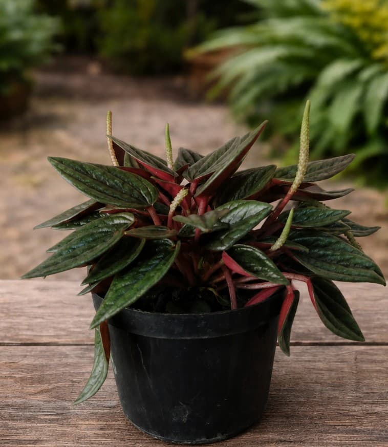 Peperomia caperata Rosso (Peperomia velita)