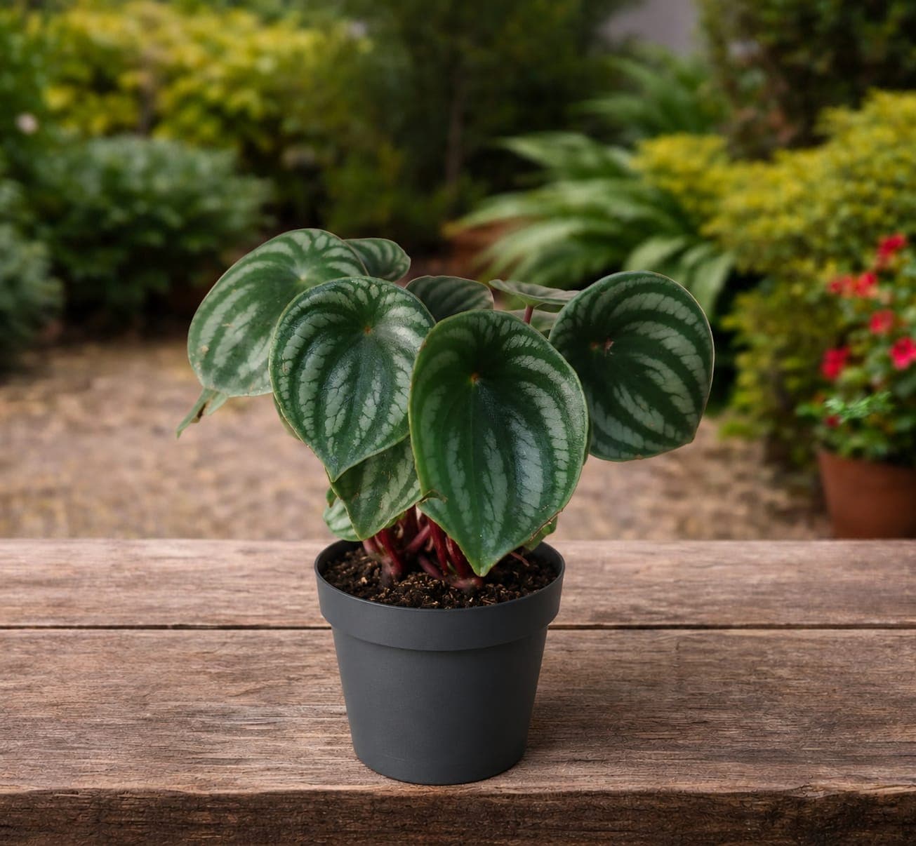 Peperomia argyreia (Peperomia sandía)