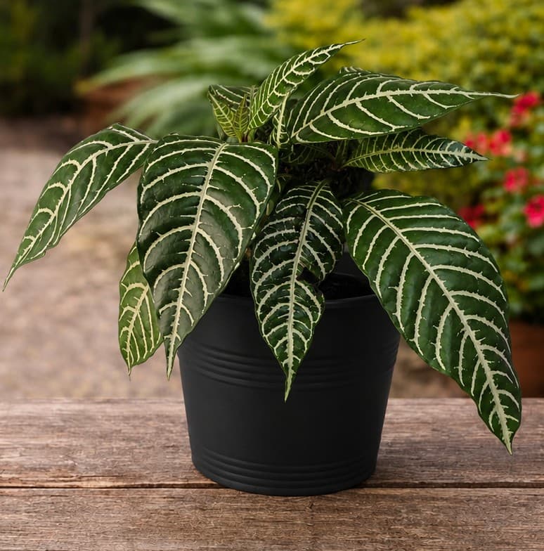 Aphelandra squarrosa (Planta cebra / Afelandra)