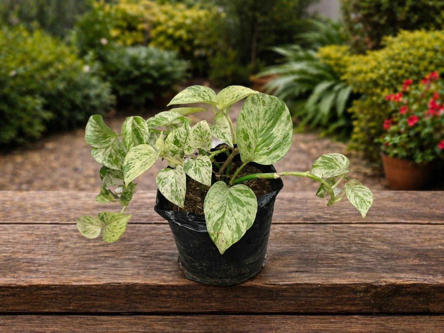 Epipremnum aureum 'Marble Queen' (Pothos Marble Queen / Miamí)