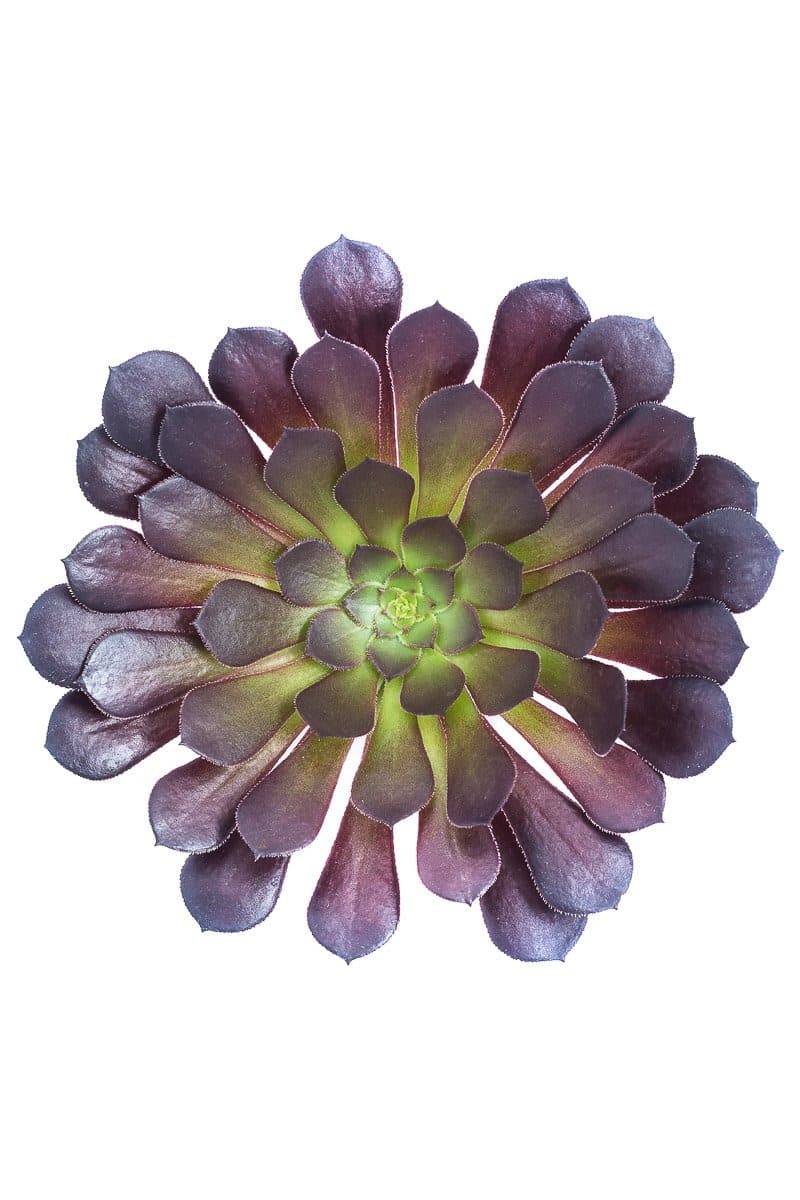 Suculenta Rosa Negra (Aeonium Arboreum)