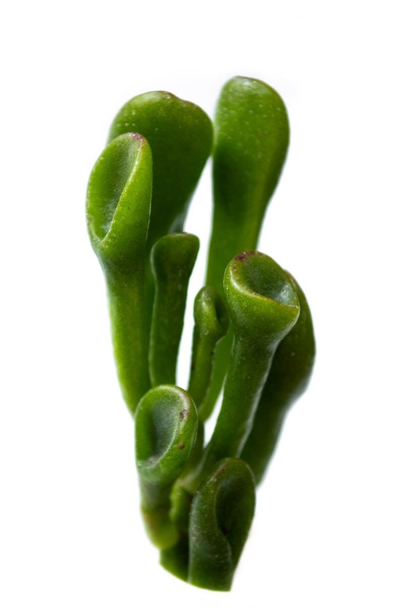 Crassula ovata 'Gollum