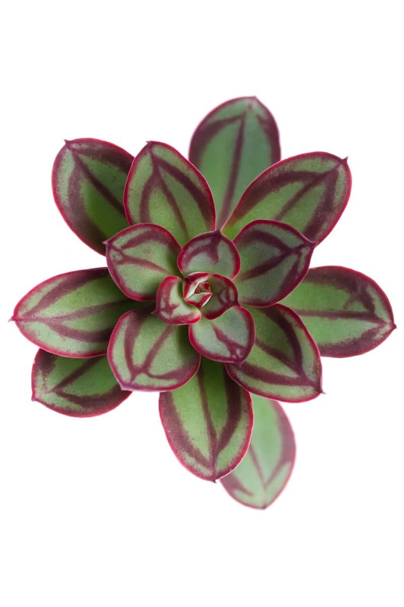Echeveria Nodulosa