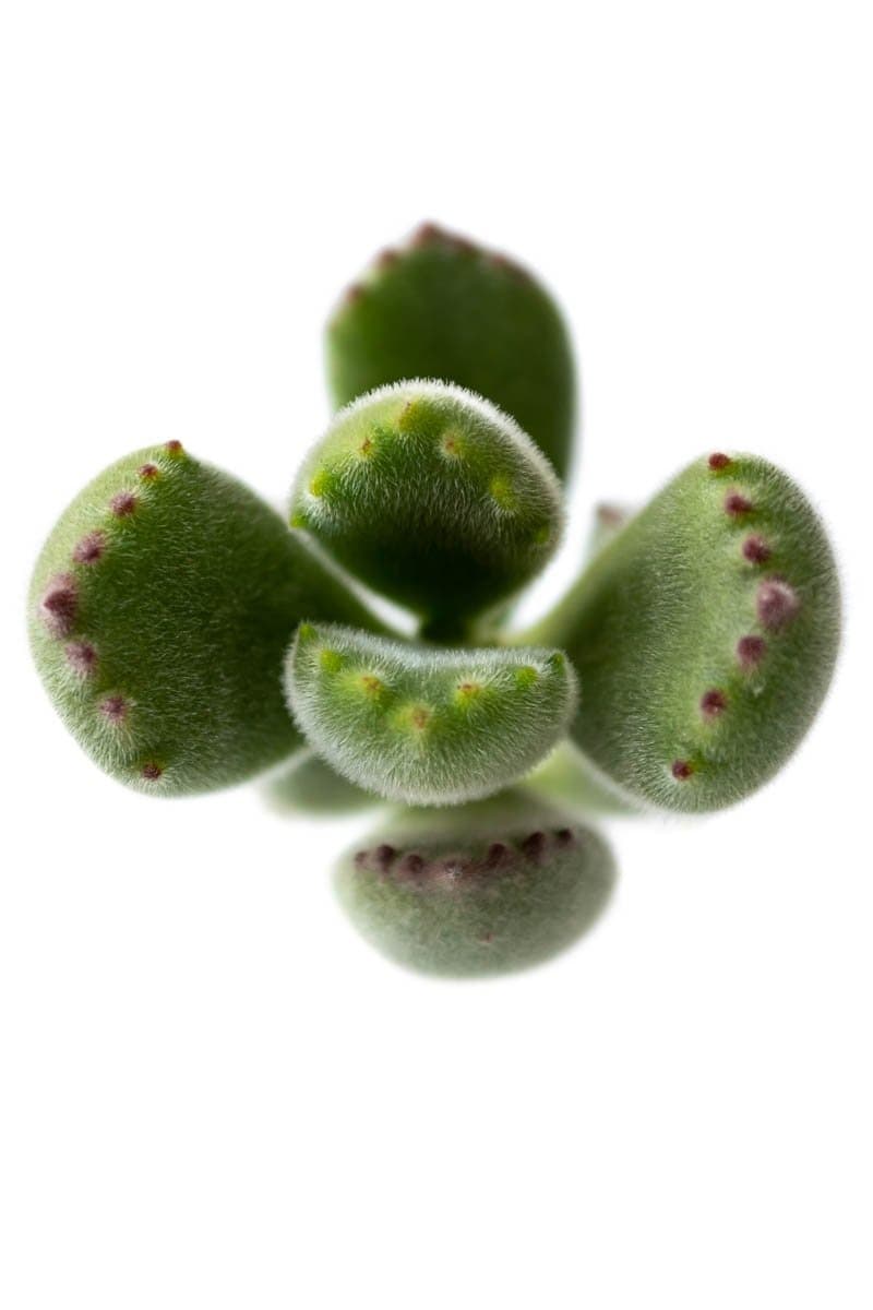 Garra de Oso (Cotyledon Tomentosa)