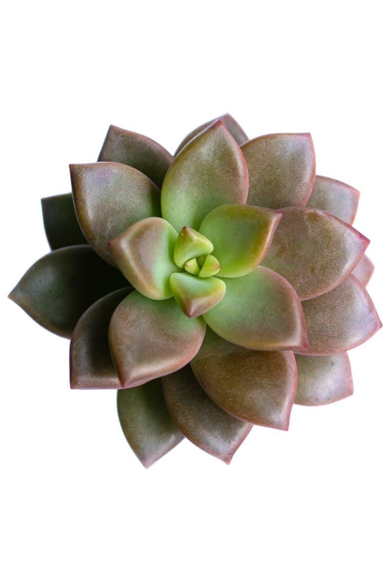 Graptopetalum Superbum