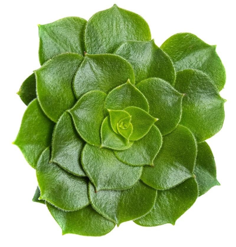 Suculenta Sedeveria Letizia