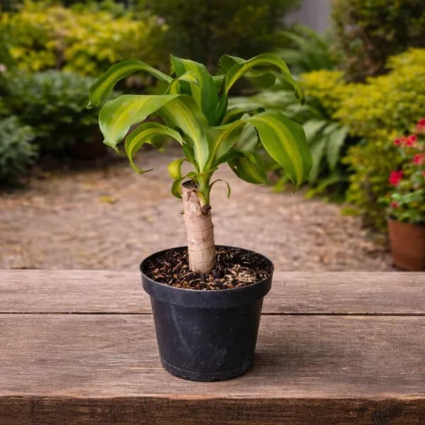 Dracena