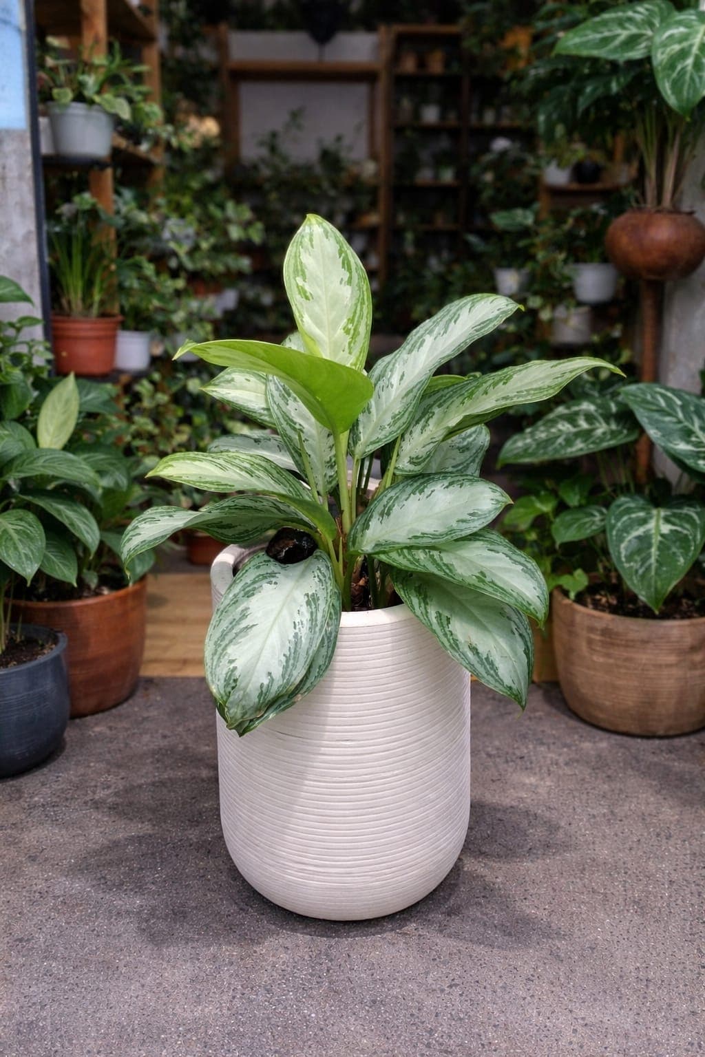 Aglaonema Dolar patico